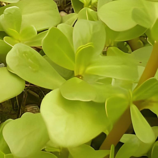 Postelein - 'Geelbladig'