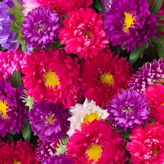 Callistephus chinensis (Zomeraster) - 'Bouquet Powderpuff Mix'