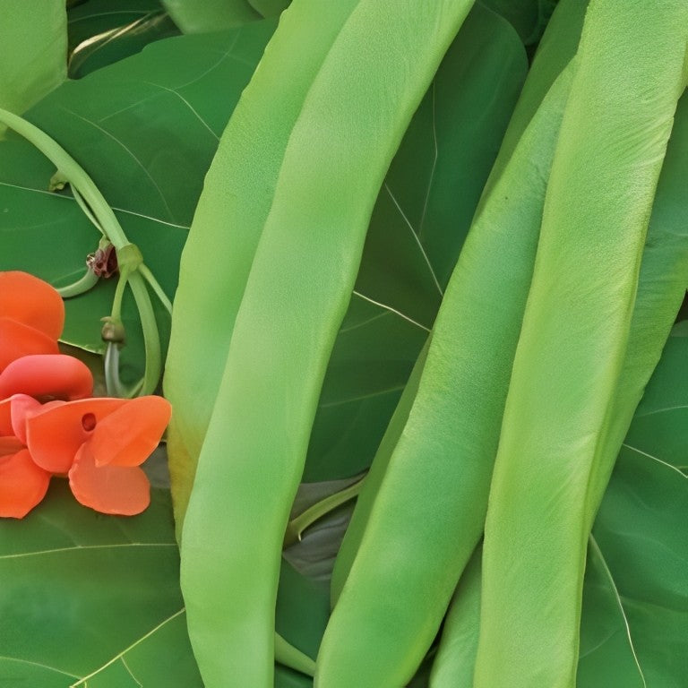 Pronkboon - 'Prijswinner'