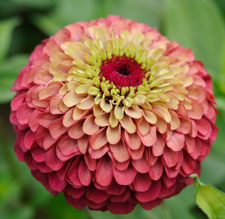 Zinnia elegans - 'Queen Red Lime'