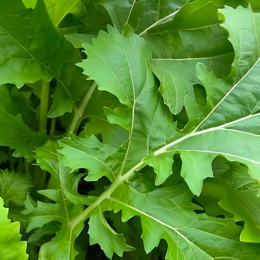 Raapstelen - 'Bladmoes / Namenia'