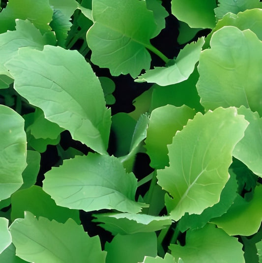 Raapstelen - 'Gewone Groene'