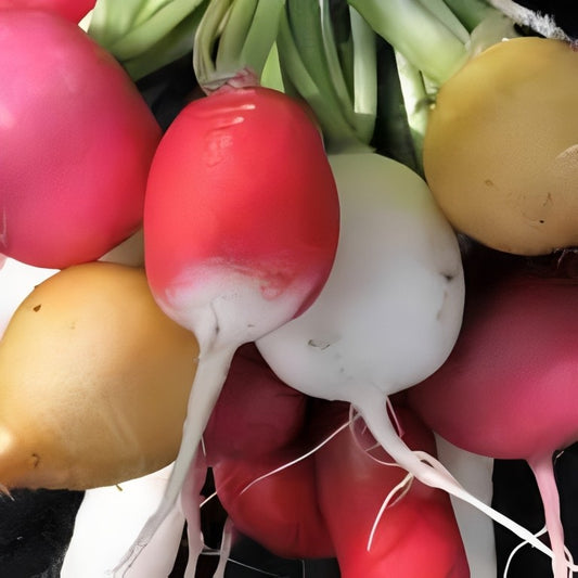 Radijs - 'Gemengde Ronde Soorten'