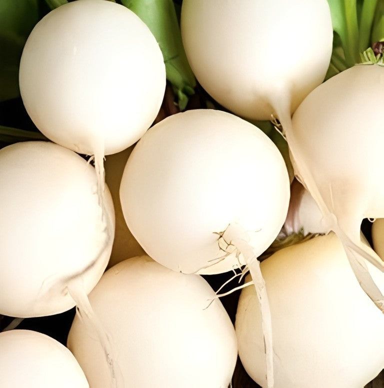 Radijs - 'Witte Ronde'