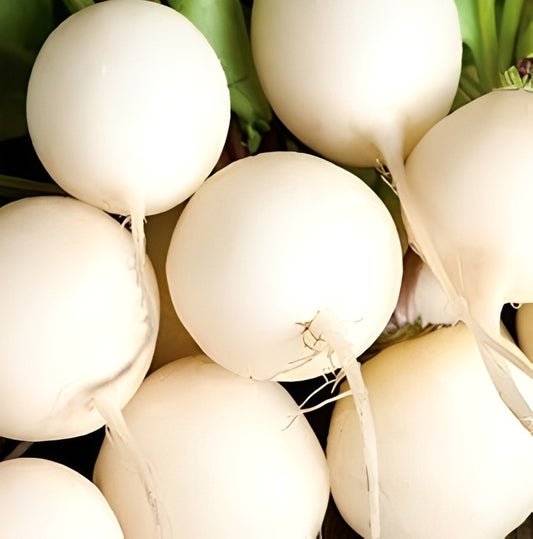 Radijs - 'Witte Ronde'