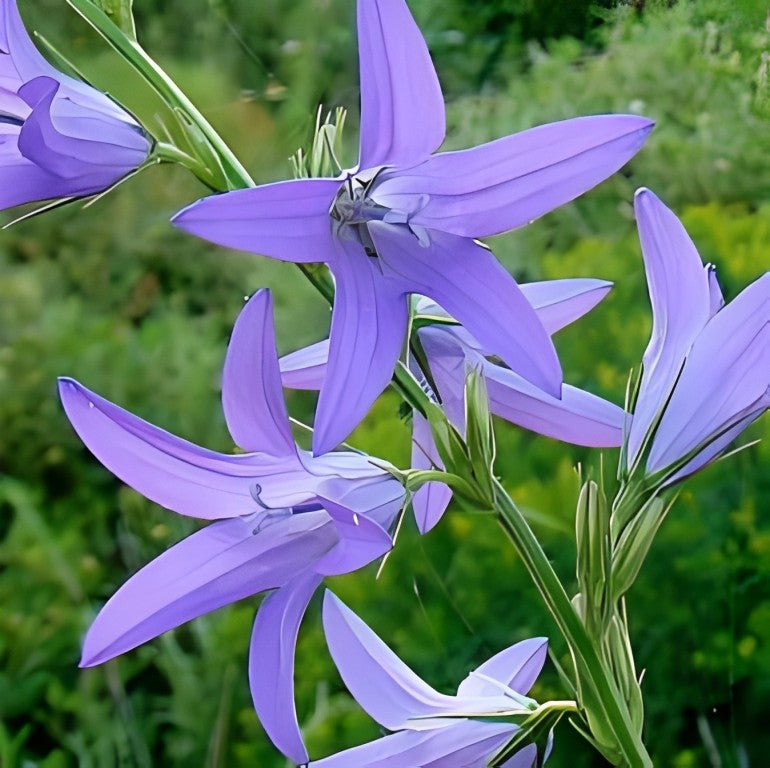 Rapunzelklokje (Campanula rapunculus)