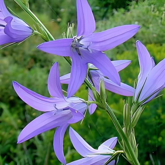 Rapunzelklokje (Campanula rapunculus)