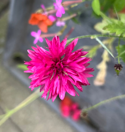 Centaurea cyanus - 'Red Ball'