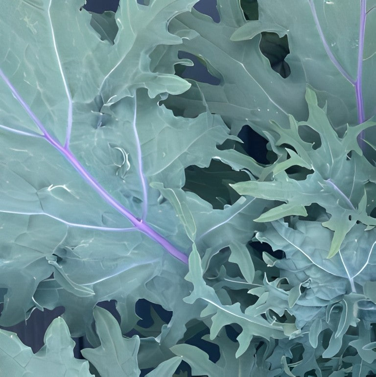 Bladkool - 'Red Russian'