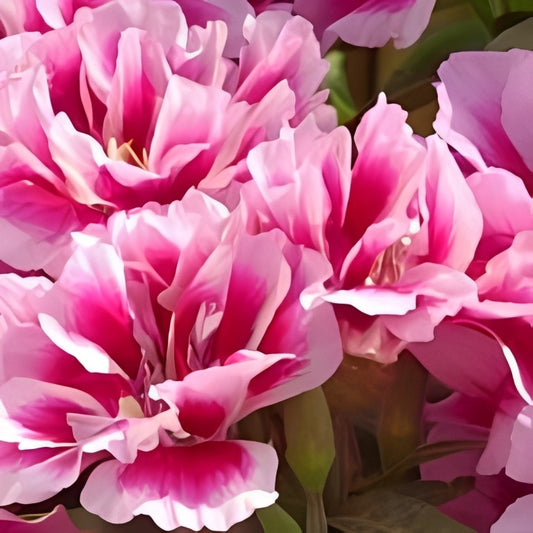 Godetia grandiflora (Zomerazalea) - 'Rembrandt'