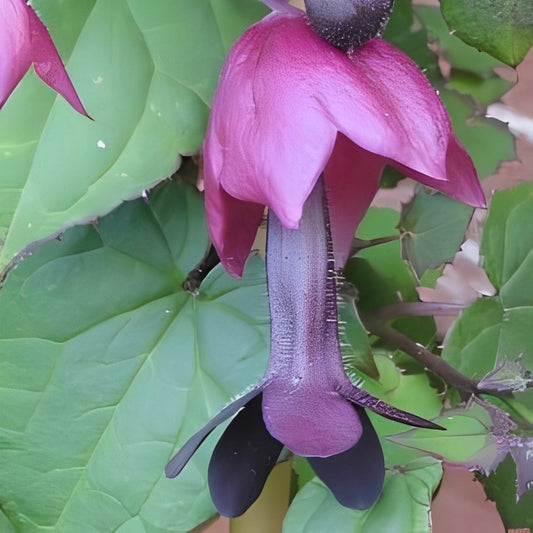 Rhodochiton atrosanguineum