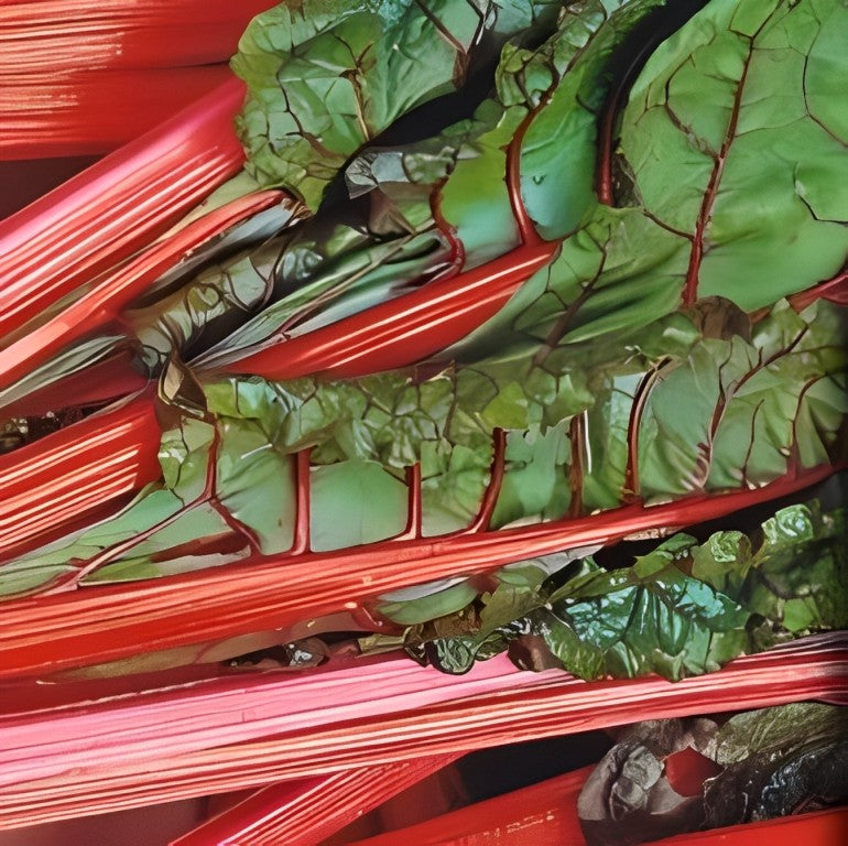Snijbiet - 'Rhubard Chard'