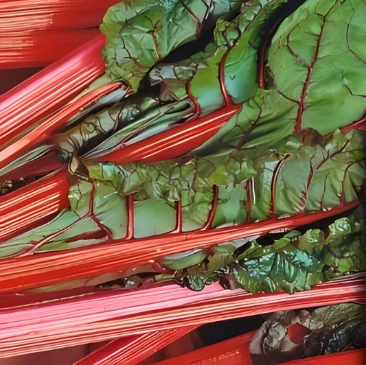 Snijbiet - 'Rhubard Chard'