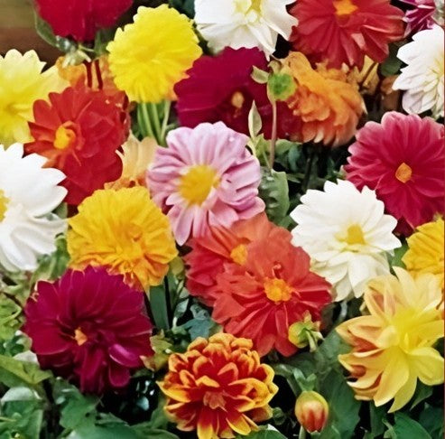 Dahlia 'Rigoletto Mix'
