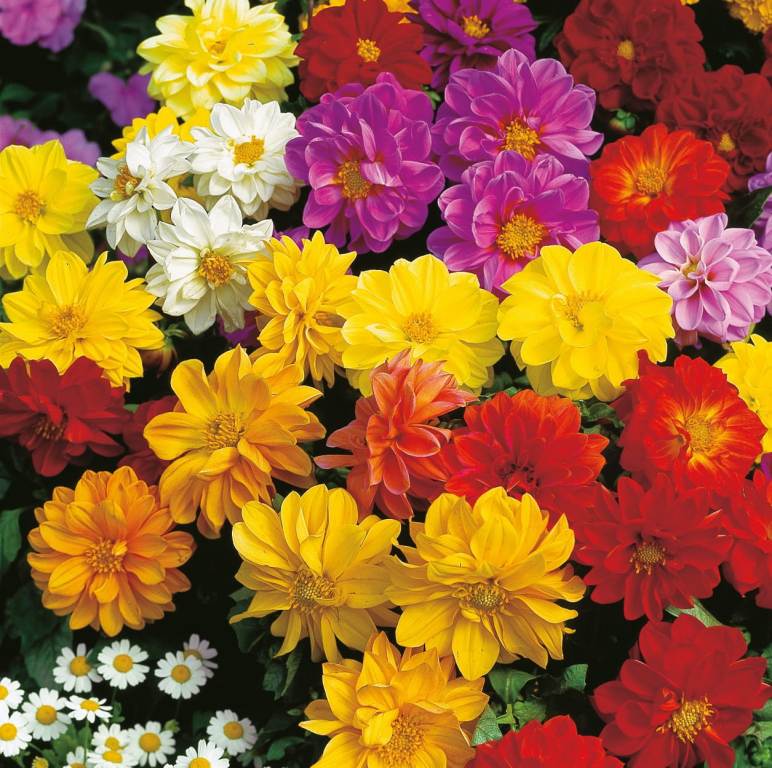 Dahlia 'Rigoletto Mix'