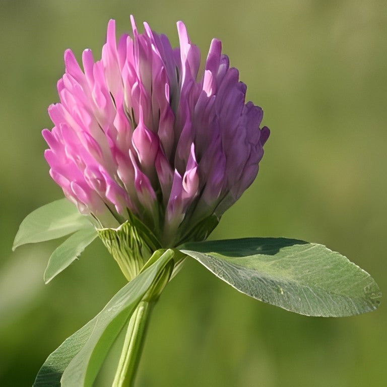 Rode Klaver (Trifolium pratense)