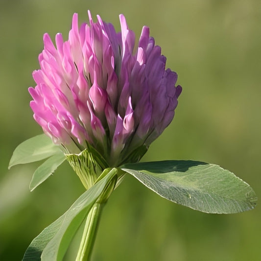 Rode Klaver (Trifolium pratense)