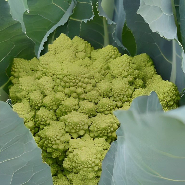 Bloemkool - 'Romanesco Natalino'