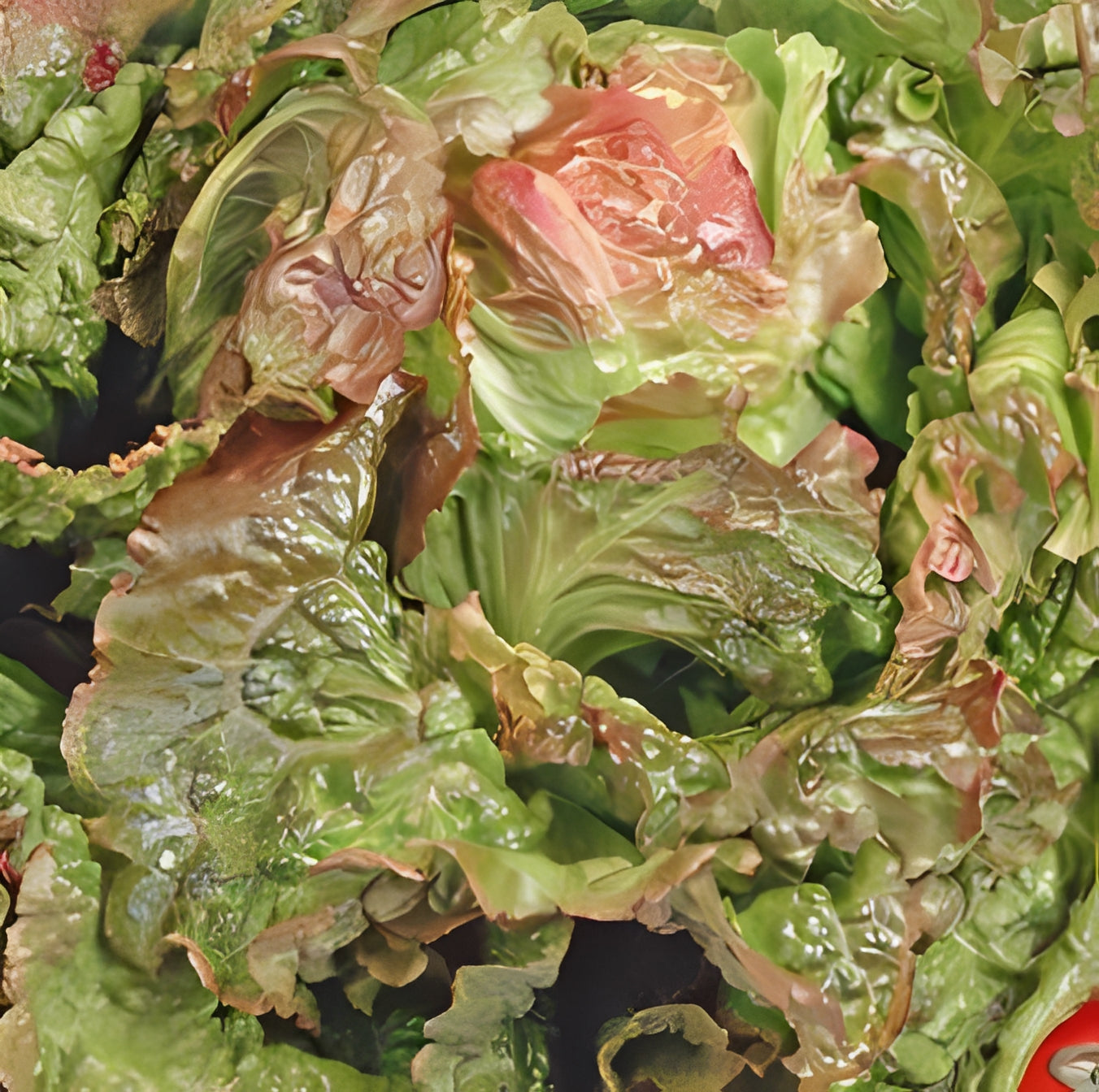 Kropsla (IJssla) - 'Rouge Grenobloise'