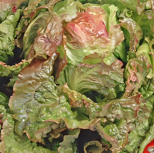 Kropsla (IJssla) - 'Rouge Grenobloise'