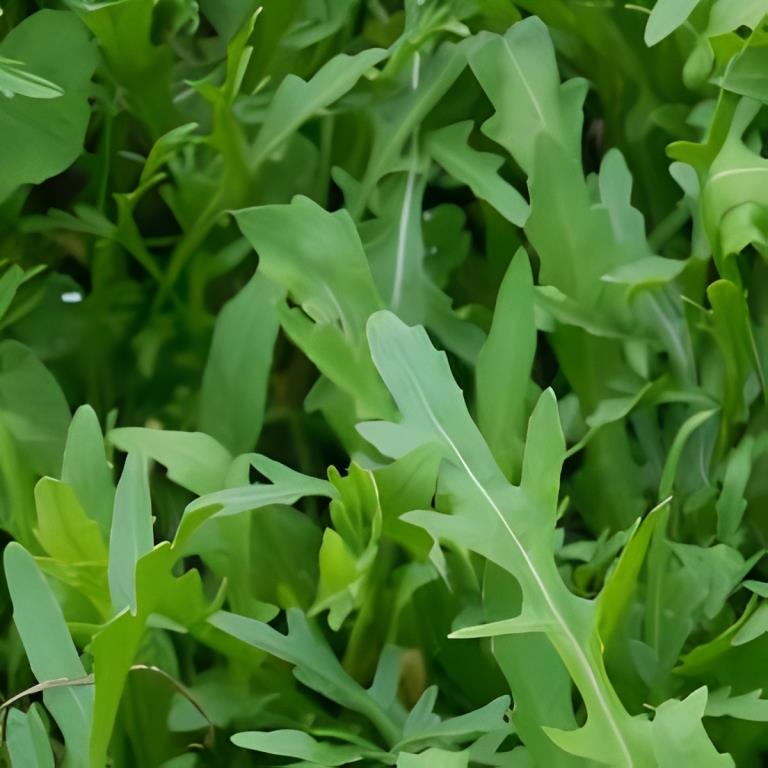 Rucola - 'Gewone'