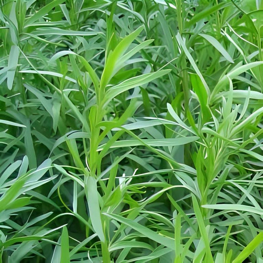 Dragon - 'Russische'