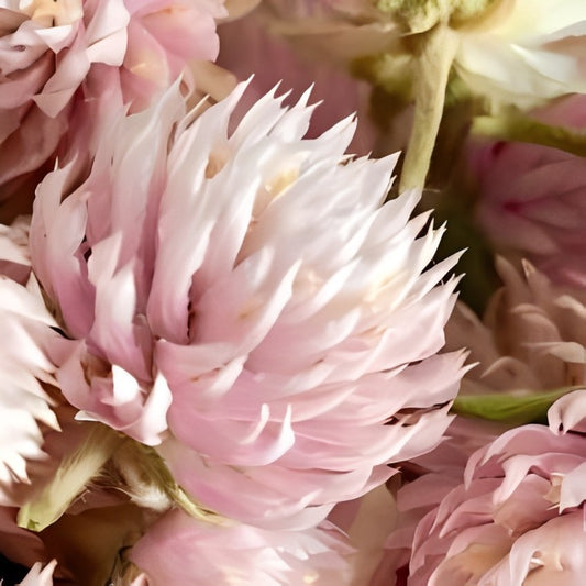Gomphrena globosa (Kogelamarant) - 'Salmon Flowered'