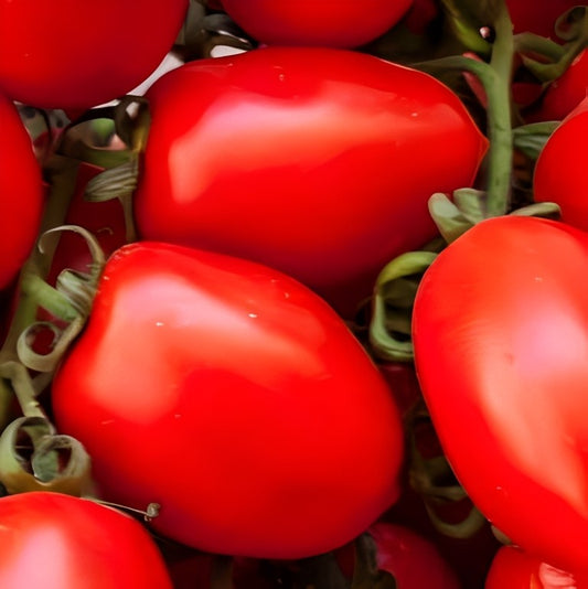 Tomaat - 'San Marzano 2'