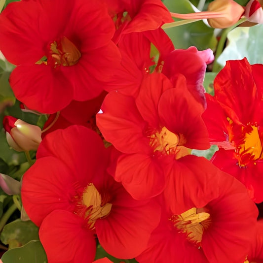 Oost-Indische Kers - 'Scarlet Gleam'