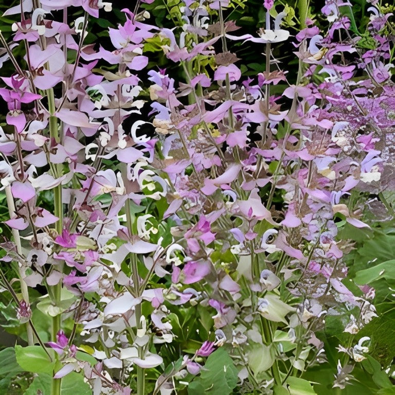 Salvia sclarea (Scharlei)