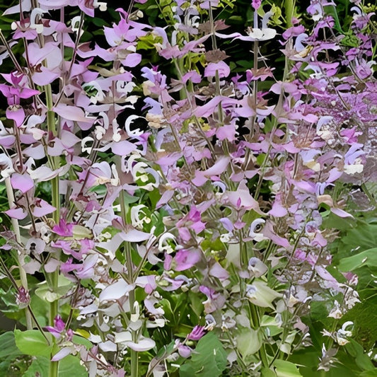 Salvia sclarea (Scharlei)