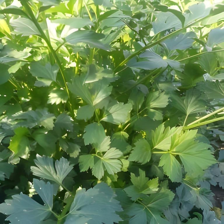 Snijselderij - 'Amsterdamse Donkergroene'