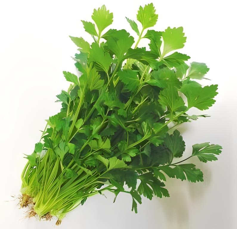 Snijselderij - 'Gewone'