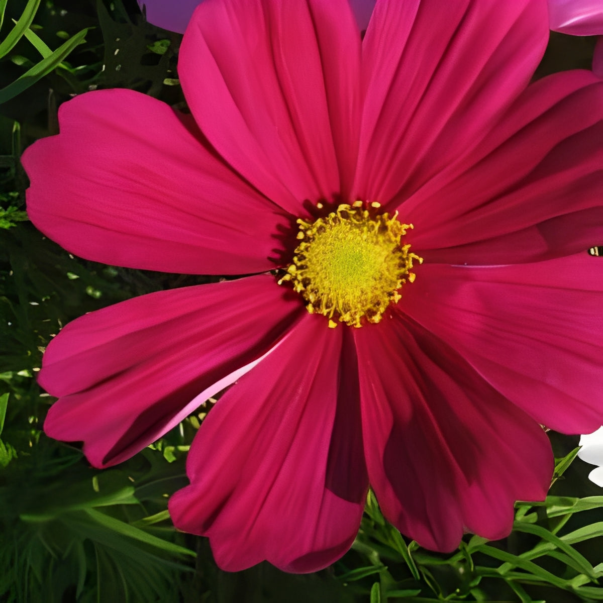 Cosmea bipinnatus - 'Sensation Dazzler'