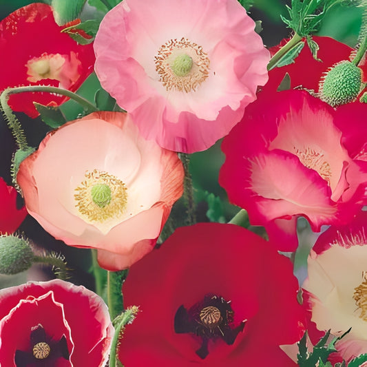 Papaver rhoeas - 'Shirley Single Flowered Mix'