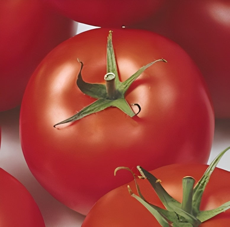 Tomaat - 'Shirley F1'