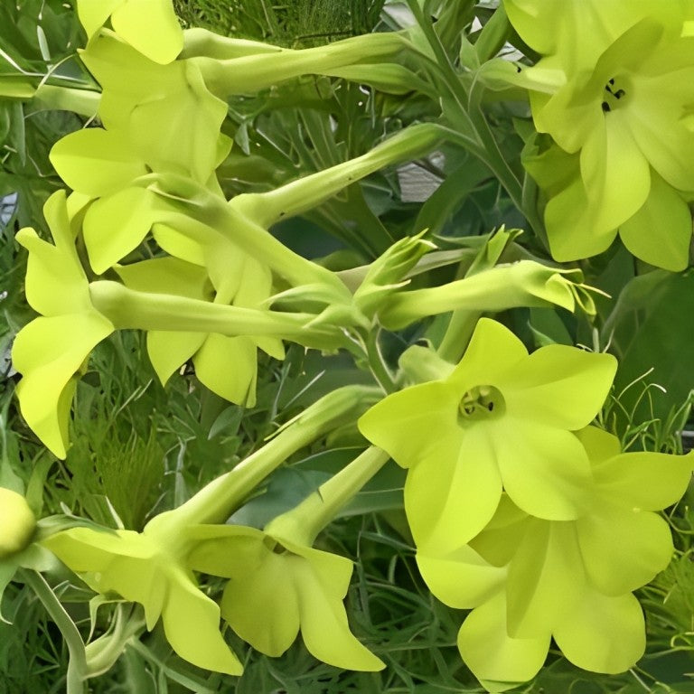 Nicotiana alata (Siertabak) - 'Lime Green'