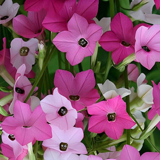Nicotiana alata (Siertabak) - 'Sensation Mix'