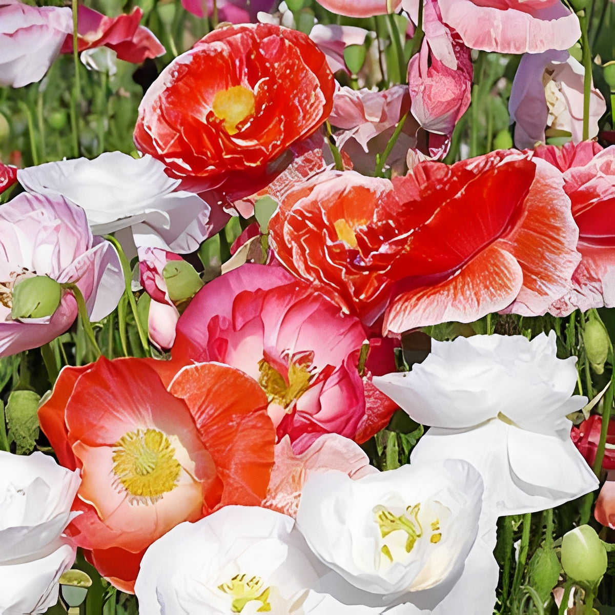Papaver rhoeas - 'Shirley Double Flowered Mix'
