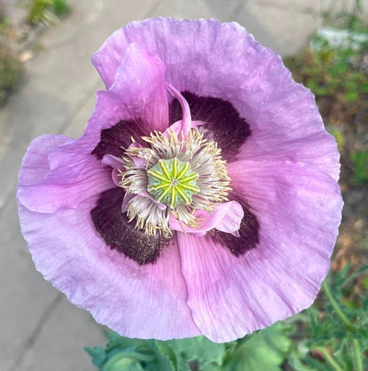 Papaver somniferum (Slaapbol/maanzaad)