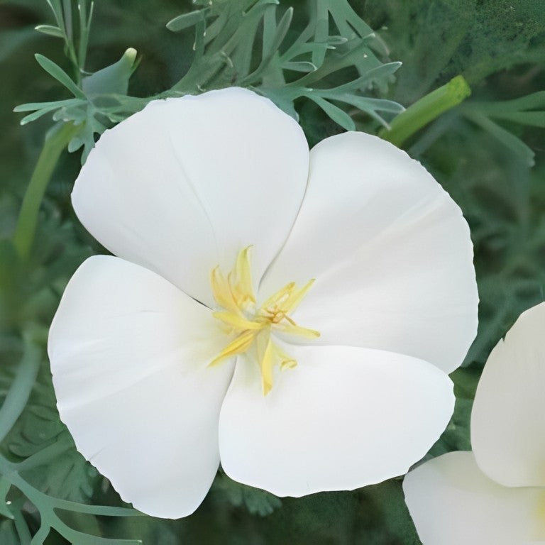 Eschscholtzia californica (Slaapmutsje) - 'Alba'