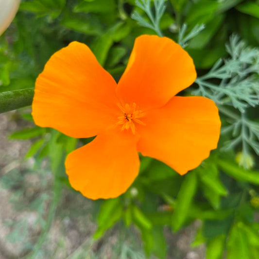 Eschscholtzia californica (Slaapmutsje)