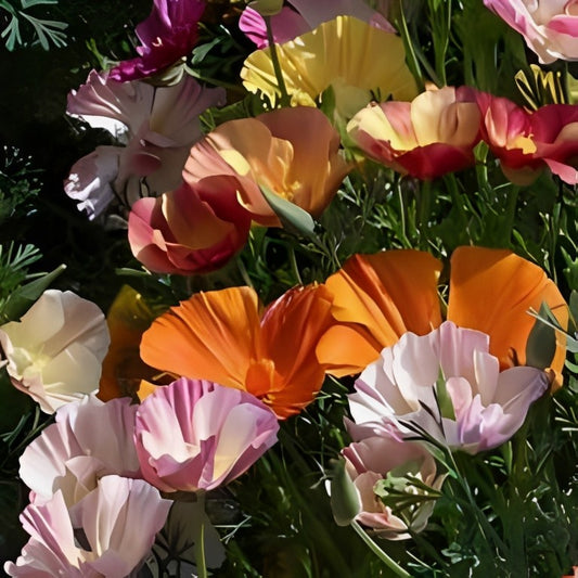 Eschscholtzia californica (Slaapmutsje) - 'Mix'