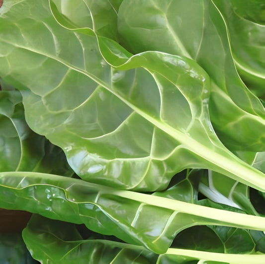 Snijbiet - 'Gewone Groene'