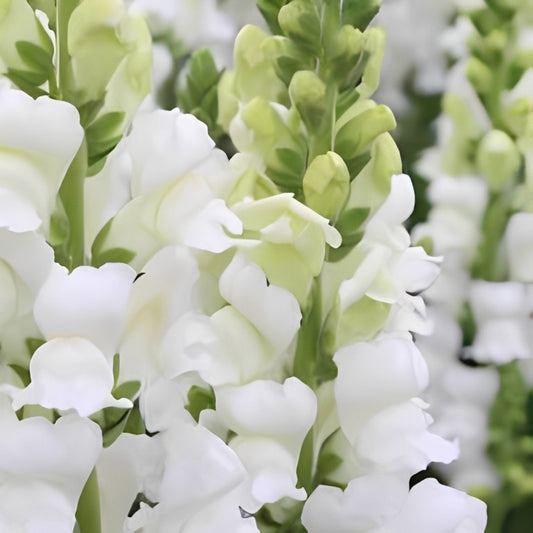 Antirrhinum majus maximum (Leeuwenbek) - 'Snowflake'
