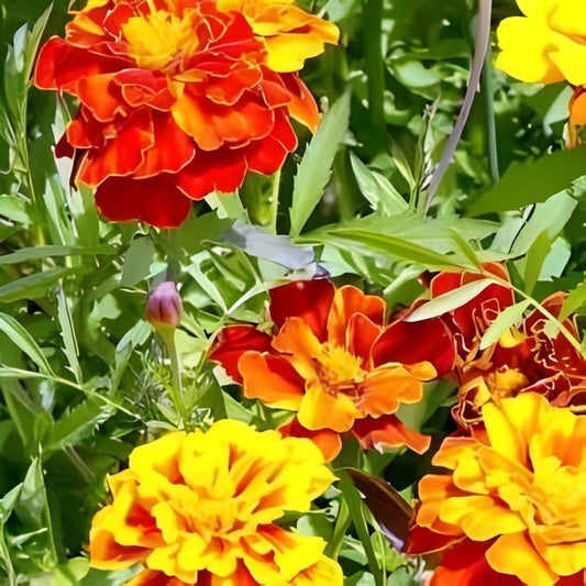 Tagetes patula - 'Sparky Mix'