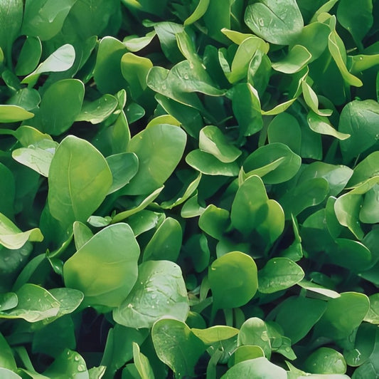 Spinazie - 'Colusa F1'