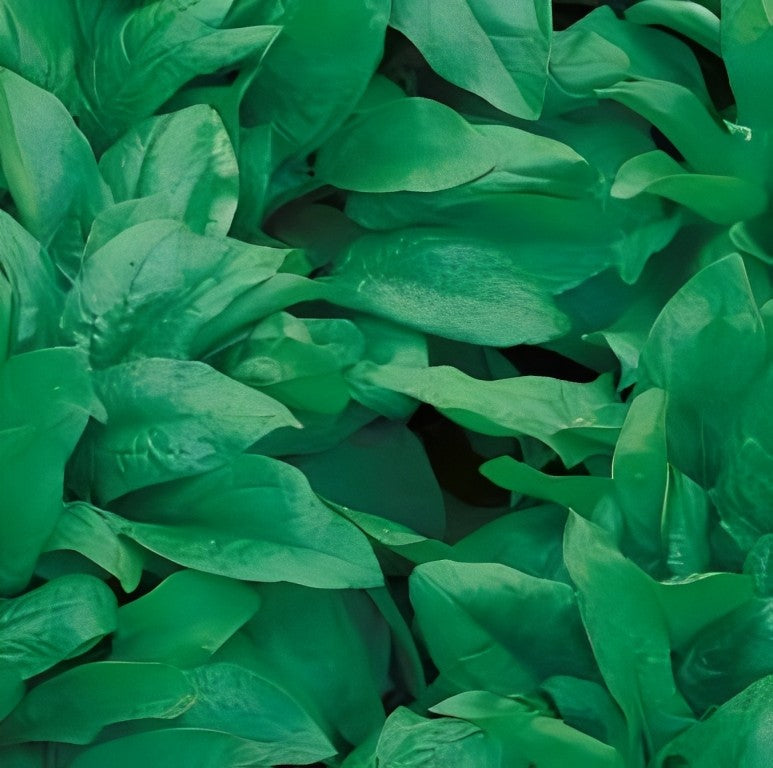 Spinazie - 'Monstrueux de Viroflay'