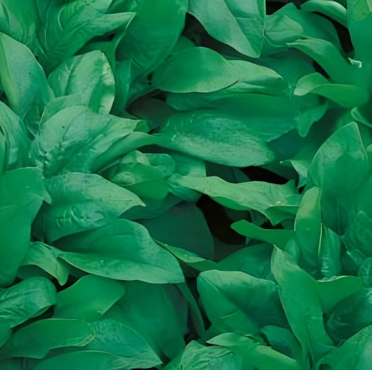 Spinazie - 'Monstrueux de Viroflay'