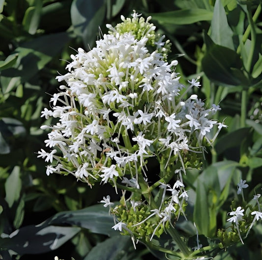 Centranthus ruber (Spoorbloem) - 'White Flowered'